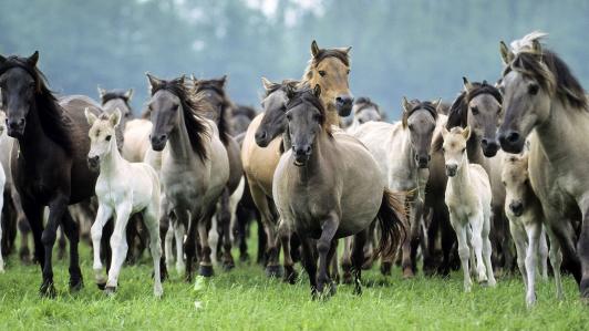 group_horses