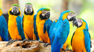 group_parrots